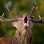 Castillos hinchables ¡Novedad¡